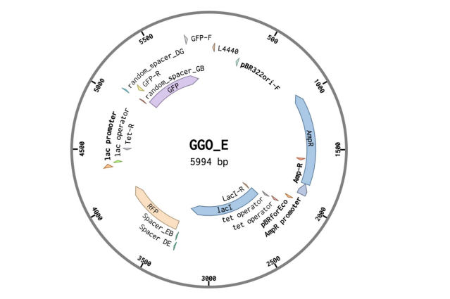 SynBio Toggle Switches